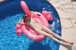 Flamingo