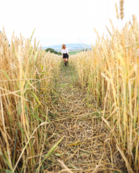 Schoolgirl pleasuring herself in a wheat field