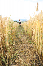 Schoolgirl-pleasuring-herself-in-a-wheat-field