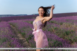 Lavender-Fields