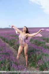 Lavender-Fields