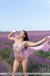 Lavender-Fields