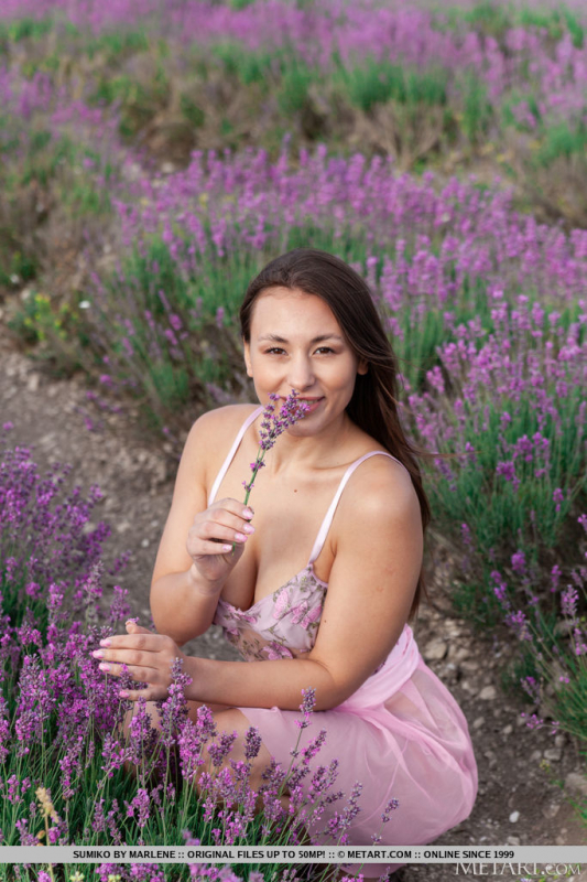 Lavender Fields