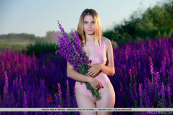 Lavender-Fields