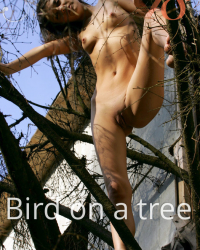 Bird on a tree