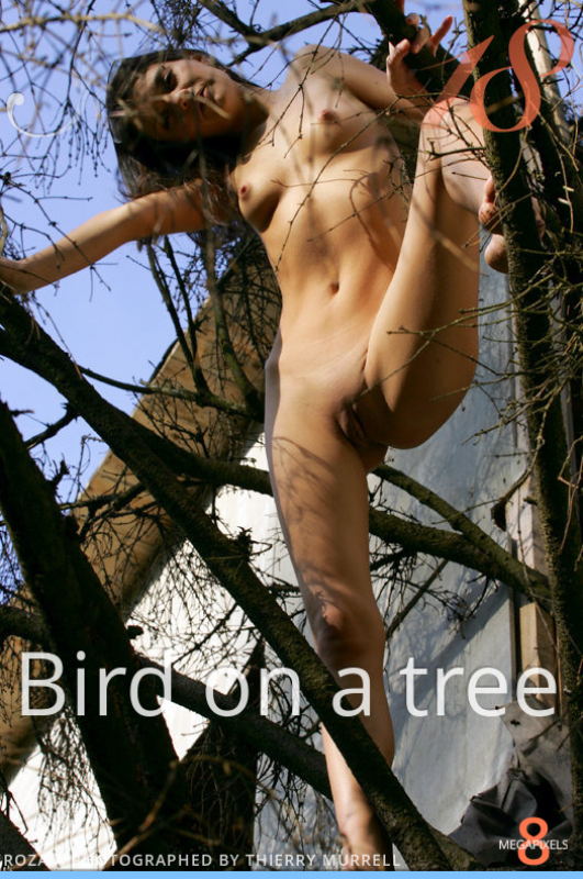 Bird on a tree