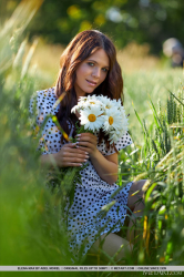 Wild-Daisies